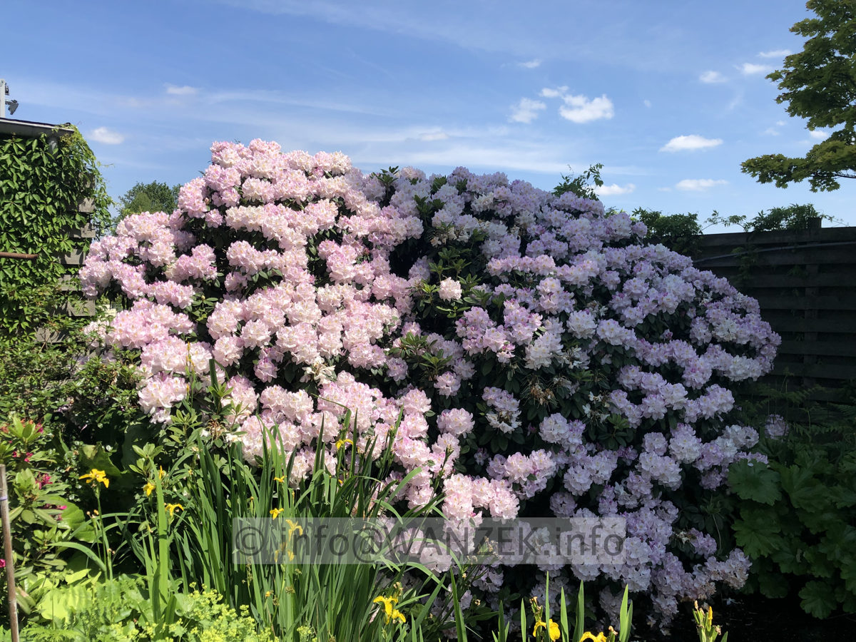 Rhododendron Gomer Waterer 01.JPG